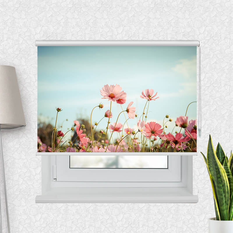 Fotorollo Kosmeen Blumenwiese Rosa Blumen