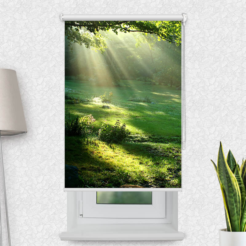 Fotorollo Lichtung im Wald