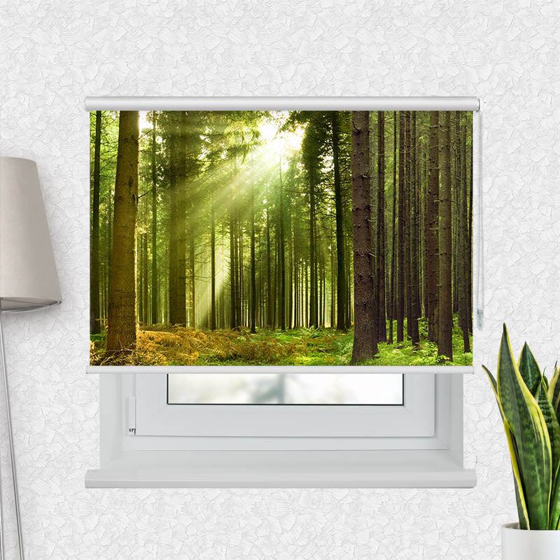 Fotorollo Sonnenstrahlen im Wald Panorama