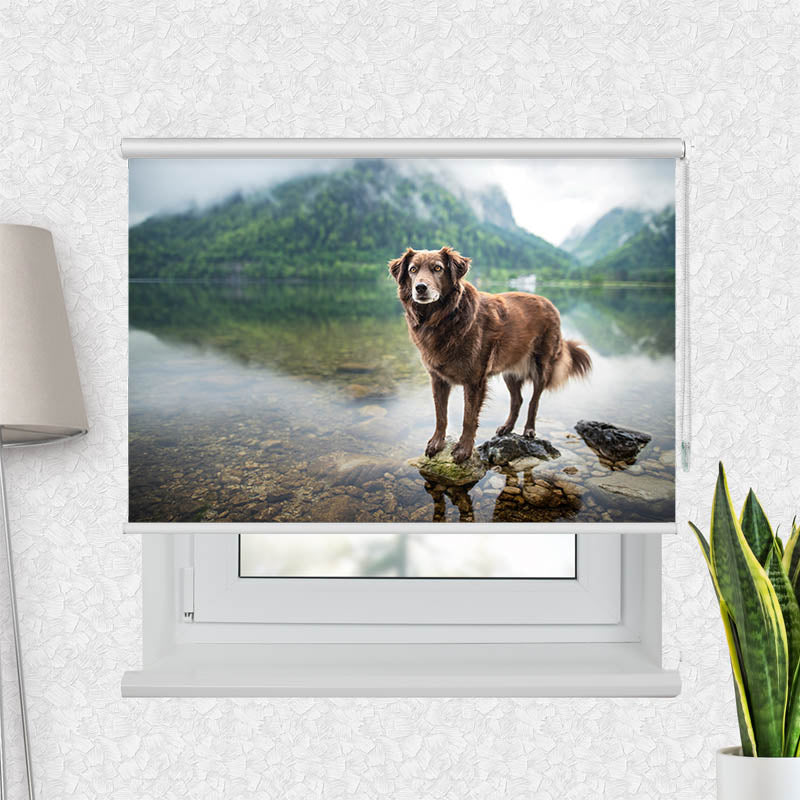 Fotorollo Hund am Bergsee