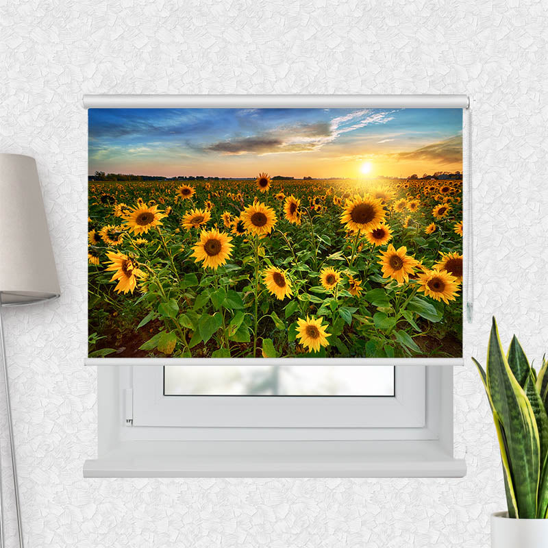 Fotorollo Sonnenblumenfeld Sonnenaufgang