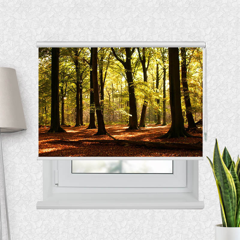 Fotorollo Wald Sonnenstrahlen