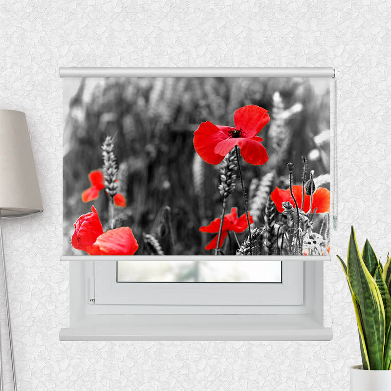 Fotorollo Mohnblumen