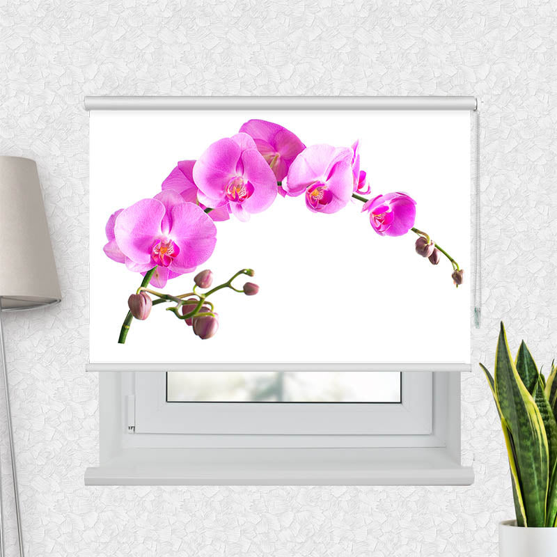 Fotorollo Orchidee