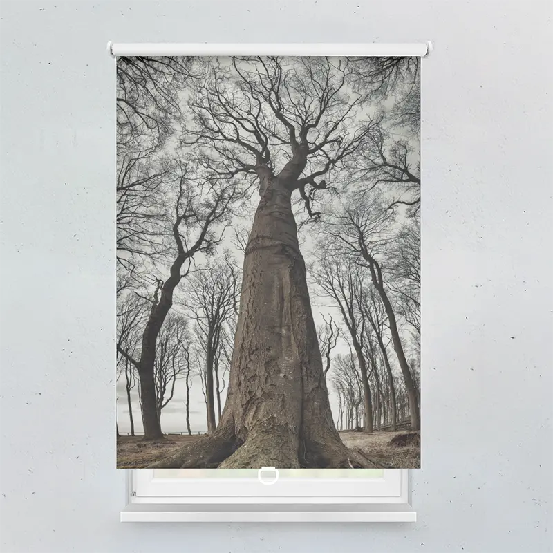 Spring Rollo Motiv Grosse Alte Buche