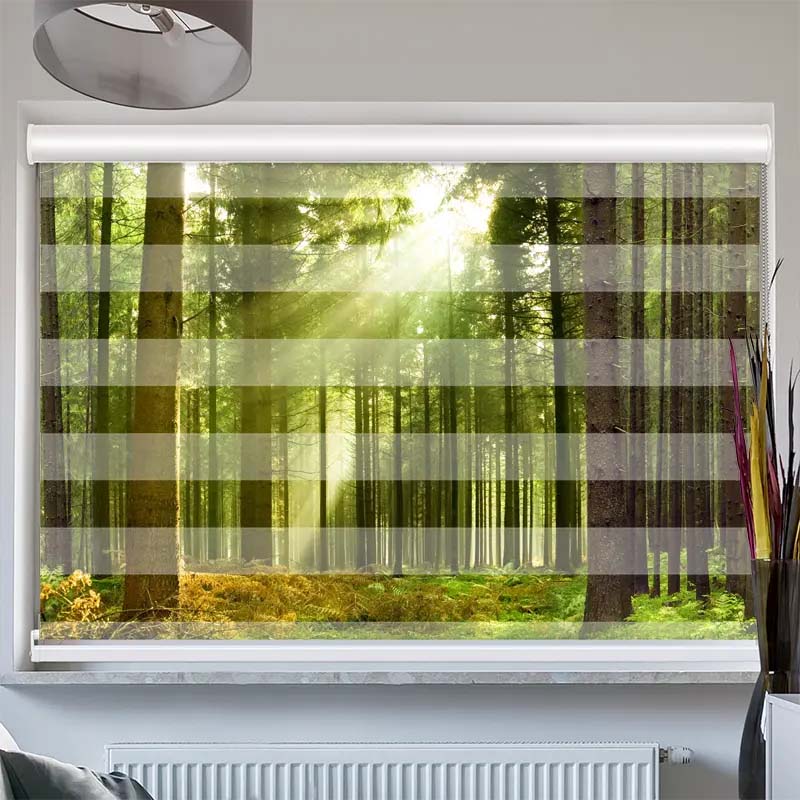 Doppelrollo mit Kassette Sonnenstrahlen im Wald Panorama