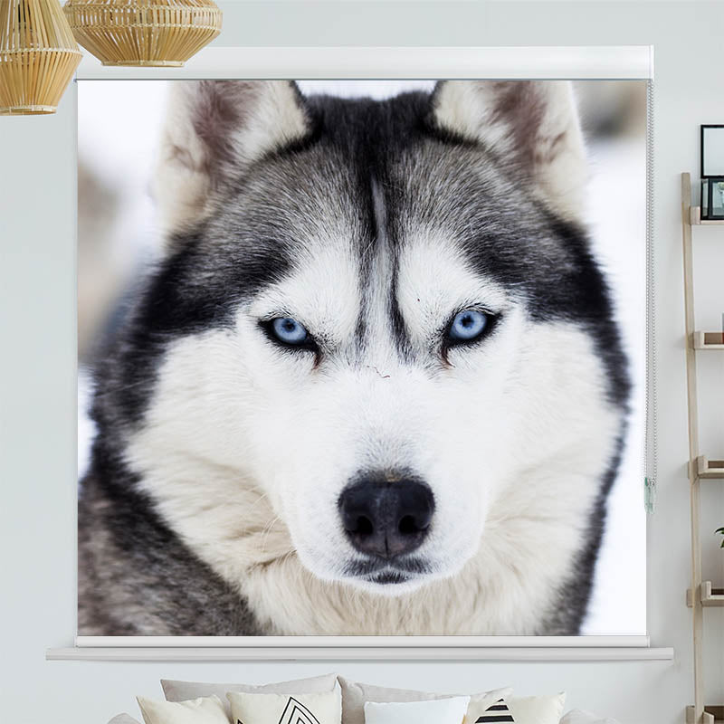 Kassettenrollo Motiv 'Husky'