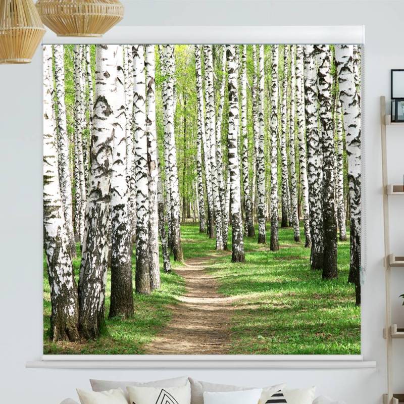 Kassettenrollo Motiv Birkenwald Weg