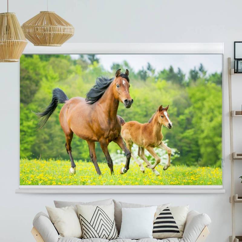 Kassettenrollo Motiv Pferd mit Fohlen