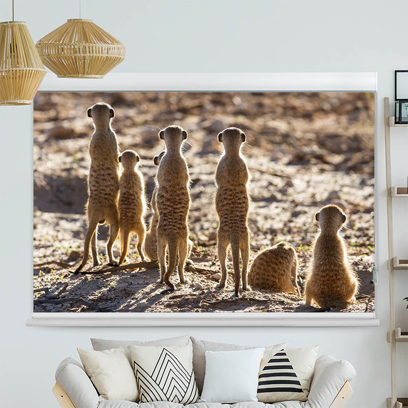 Kassettenrollo Motiv 'Erdmaennchen'