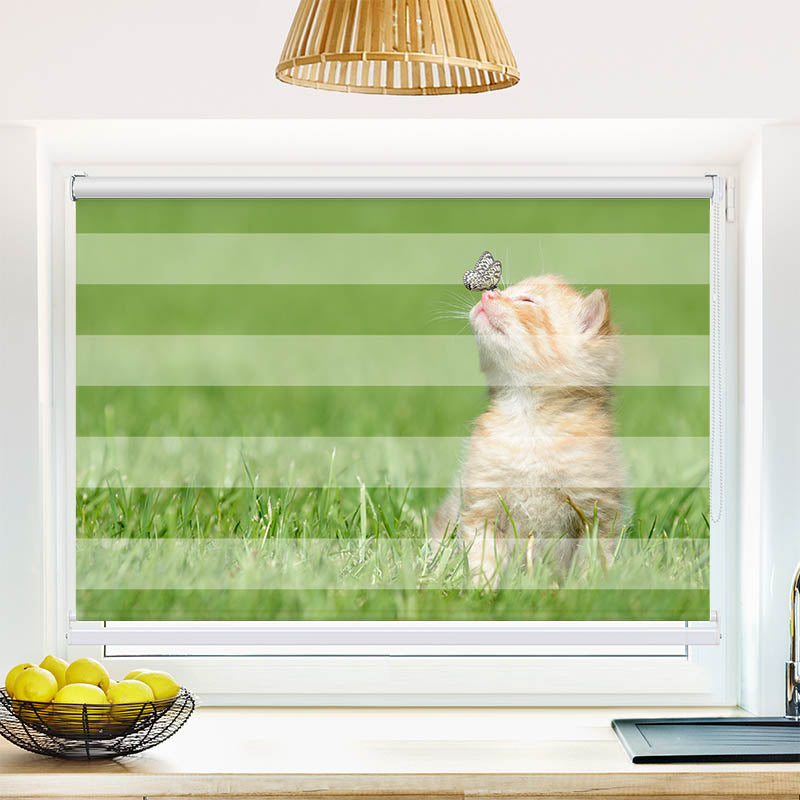 Fotorollo Kitten und Schmetterling