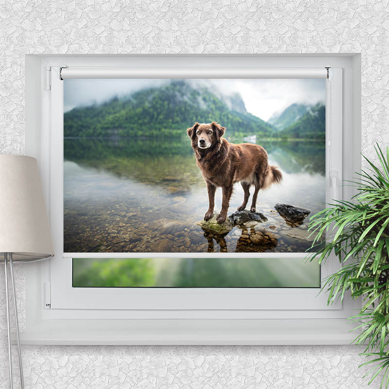Klemmfix Rollo Hund am Bergsee