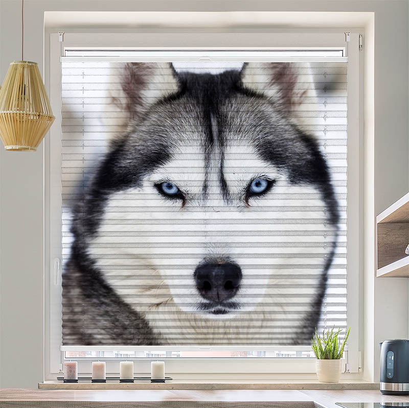 Plissee Motiv "Husky"