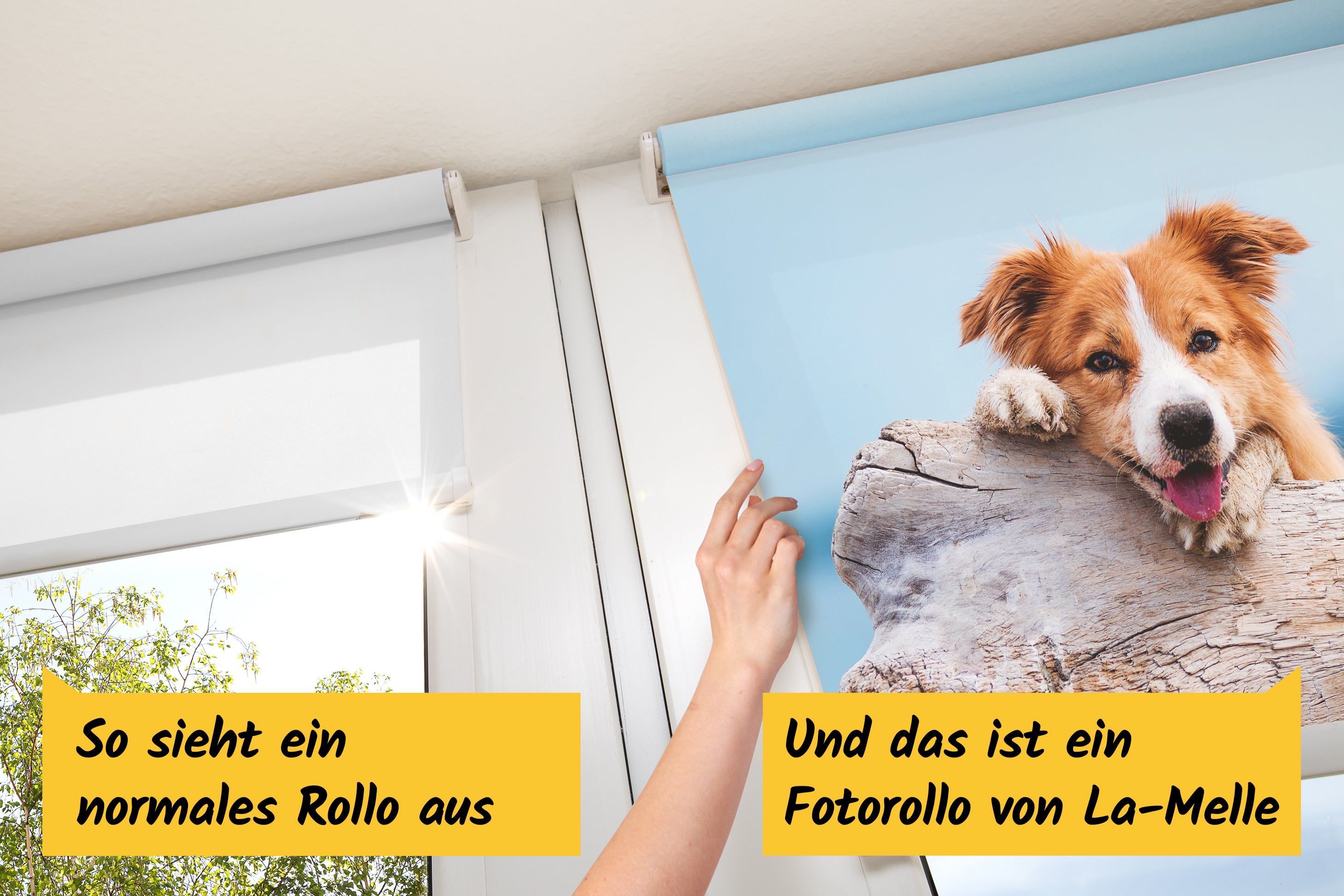 Ein unbedrucktes und ein bedrucktes Rollo nebeneinander. Auf dem bedruckten Rollo ist ein Hund abgebildet