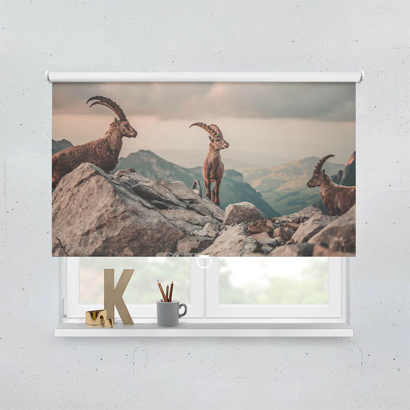 Plissee Motiv Steinboecke in den Schweizer Alpen