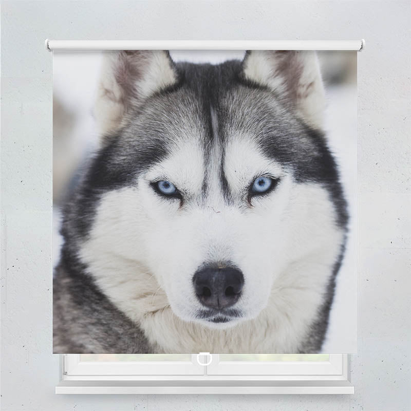 Plissee Motiv Husky