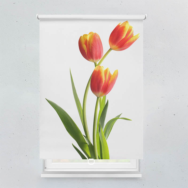 Plissee Motiv Tulpen