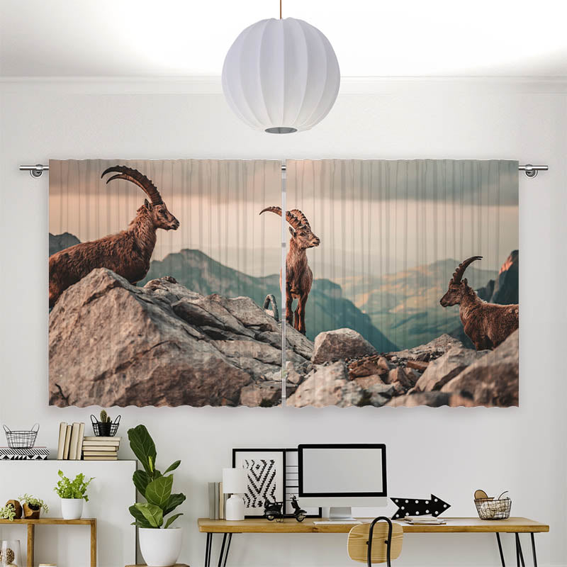 Vorhang Motiv Steinboecke in den Schweizer Alpen