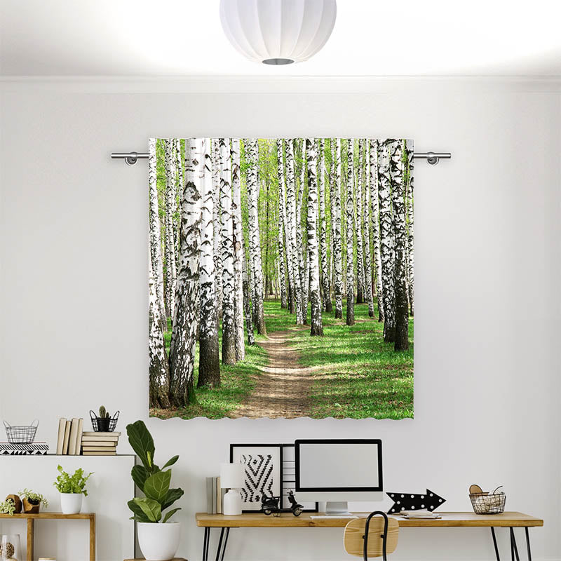 Vorhang Motiv Birkenwald Weg
