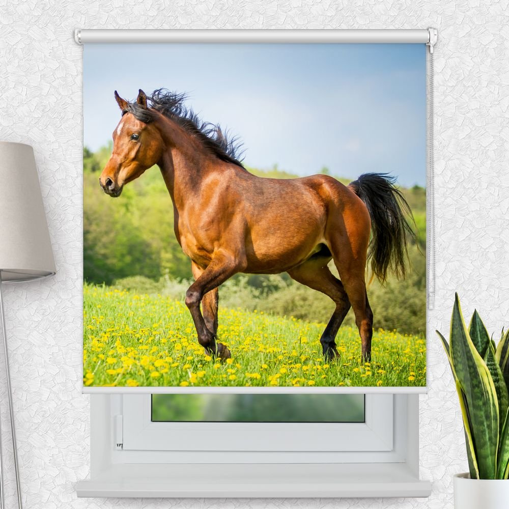 Fotorollo 'Pferd Gruene Wiese' - La-Melle