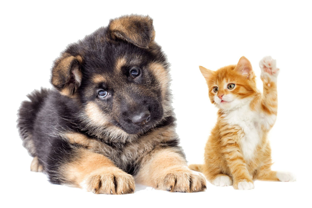 Motiv "Welpe und Kitten" – Vorlage für individuell bedruckte Fensterdekoration von La-Melle