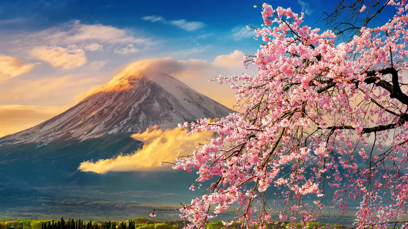 Schiebegardine Motiv Fuji im Frühling mit Kirschblüten