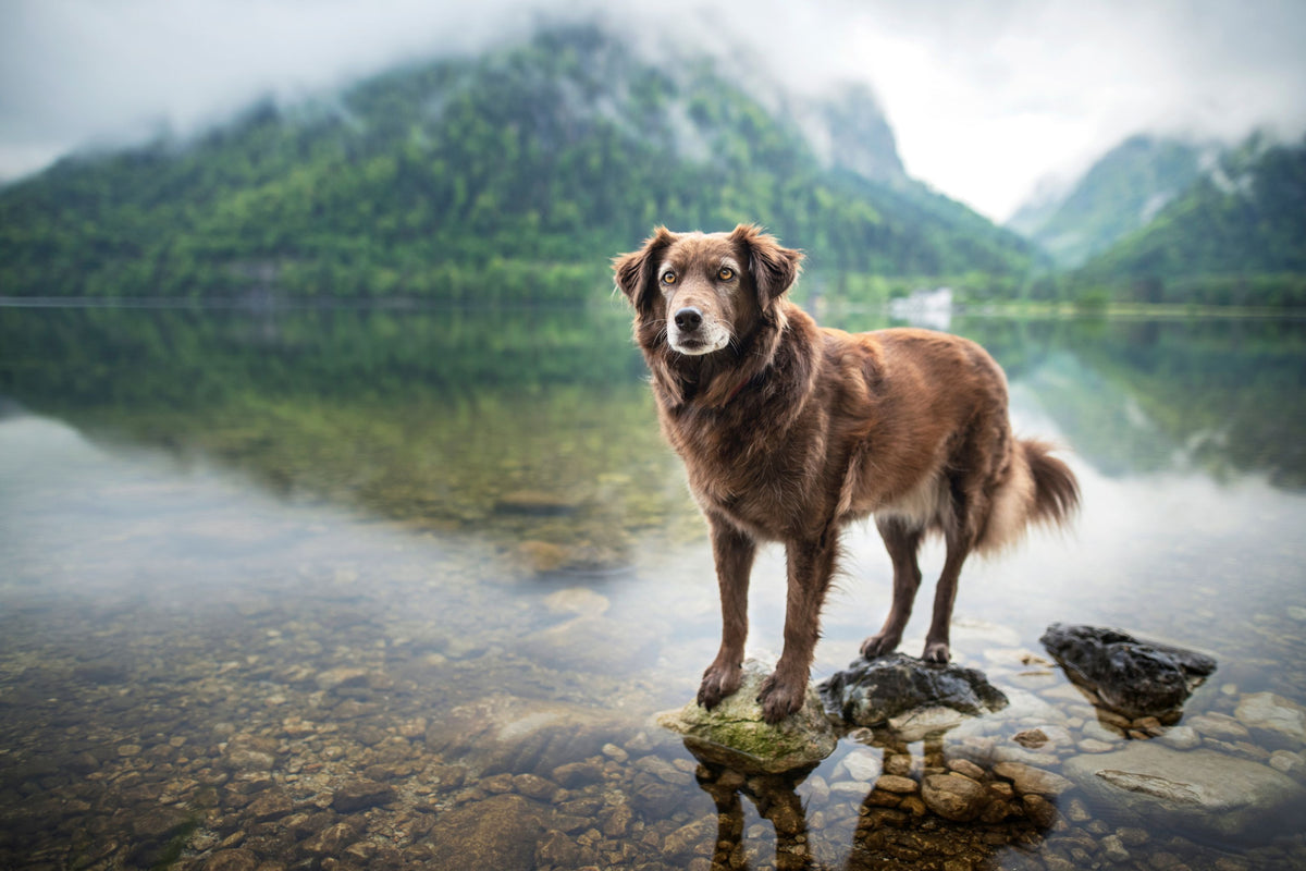 Motiv "Hund am Bergsee" – Vorlage für individuell bedruckte Fensterdekoration von La-Melle