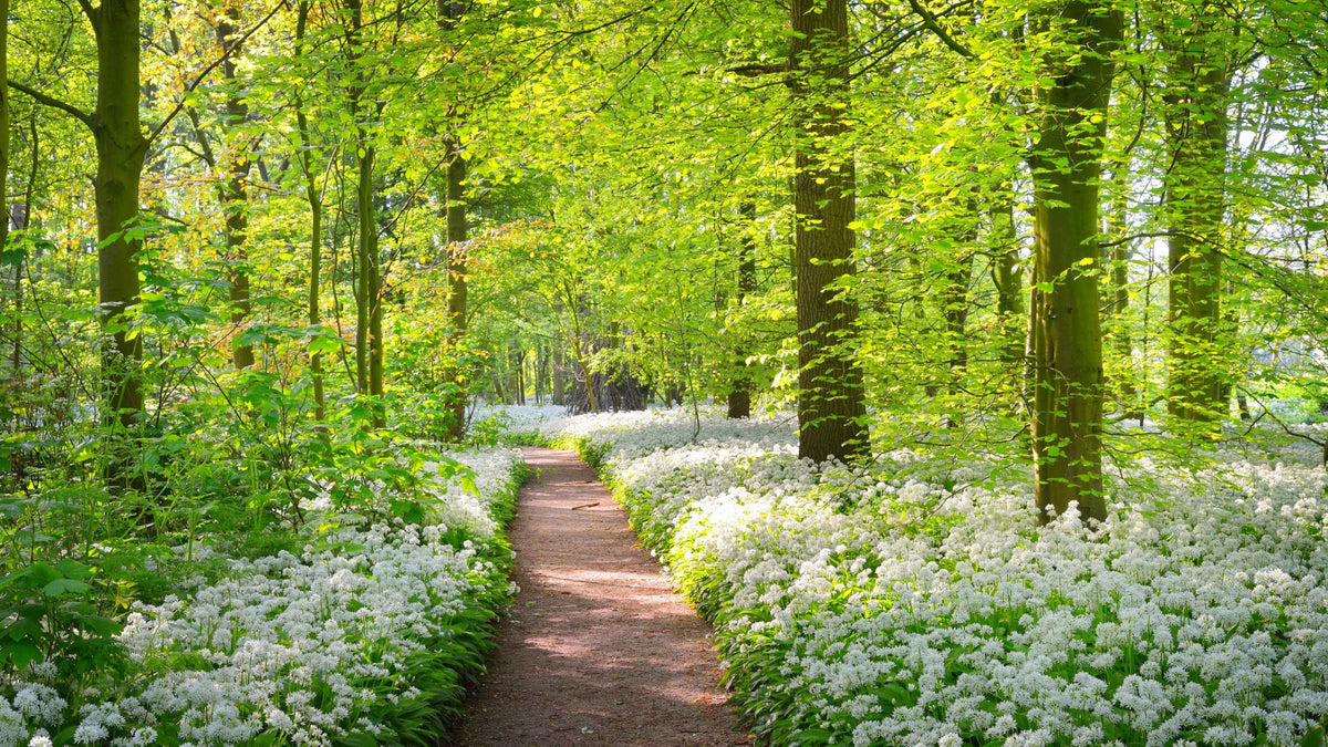 Motiv "Waldweg mit Blume" – Vorlage für individuell bedruckte Fensterdekoration von La-Melle