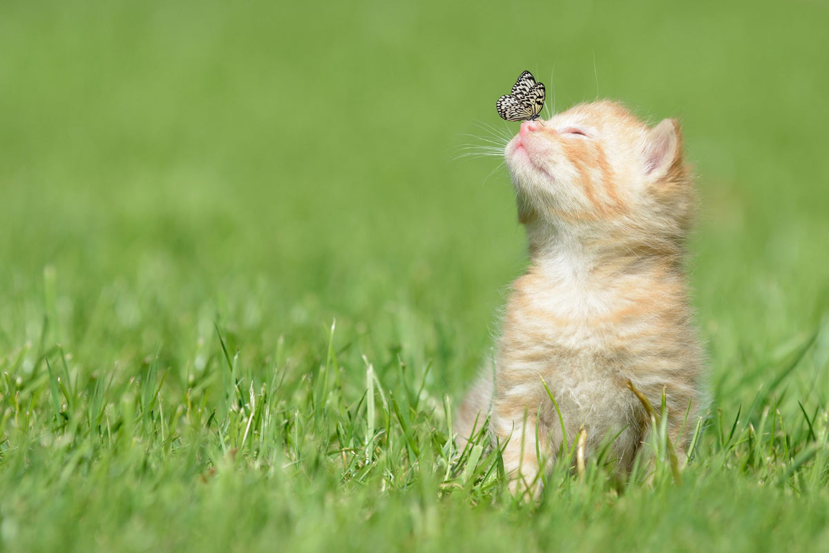 Motiv "Kitten und Schmetterling" – Vorlage für individuell bedruckte Fensterdekoration von La-Melle