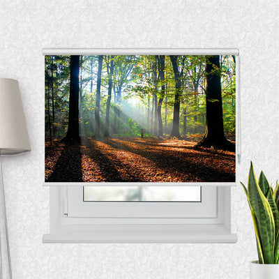 Fotorollo Wald Laub Sonne