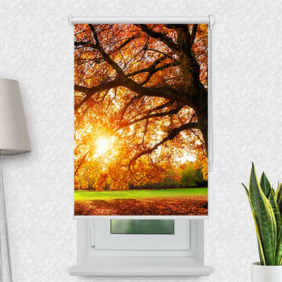 Motivrollo Baum Herbst Sonnenstrahlen | Bis B 430 x H 440 cm