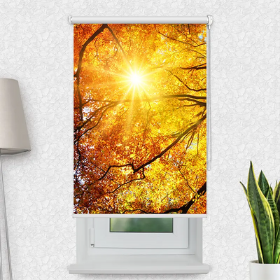 Motivrollo Baumkrone Herbst Sonnenschein | Bis B 430 x H 440 cm