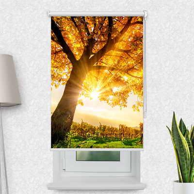 Motivrollo Baum Herbst Sonnenschein | Bis B 430 x H 440 cm