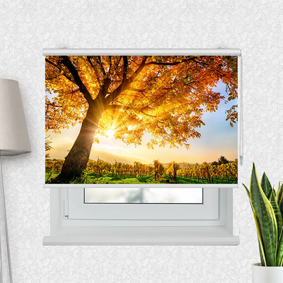 Motivrollo Baum Herbst Sonnenschein | Bis B 430 x H 440 cm