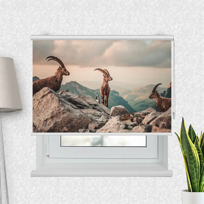 Fotorollo Steinböcke In Den Schweizer Alpen