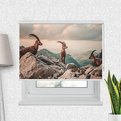 Fotorollo Steinboecke in den Schweizer Alpen