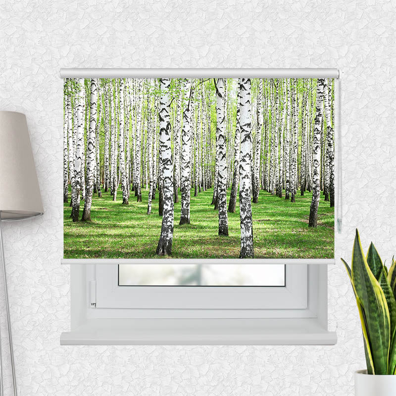 Fotorollo Birkenwald