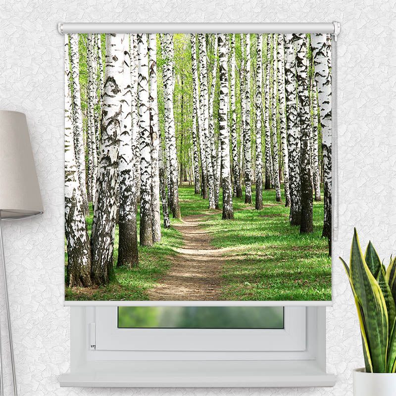 Fotorollo Birkenwald Weg