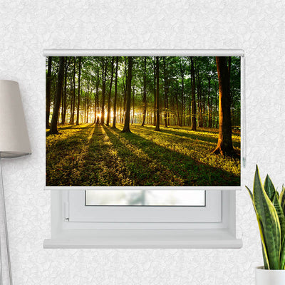 Fotorollo Sonnenstrahlen im Wald