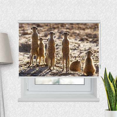 Fotorollo Erdmaennchen