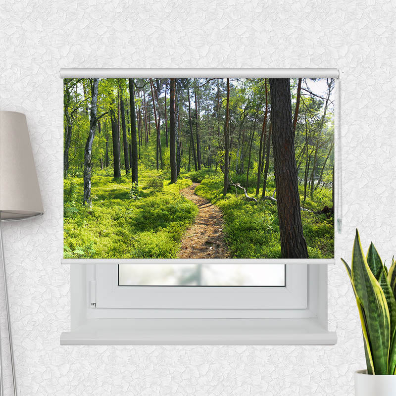 Fotorollo Wald Sonnenstrahlen Panorama