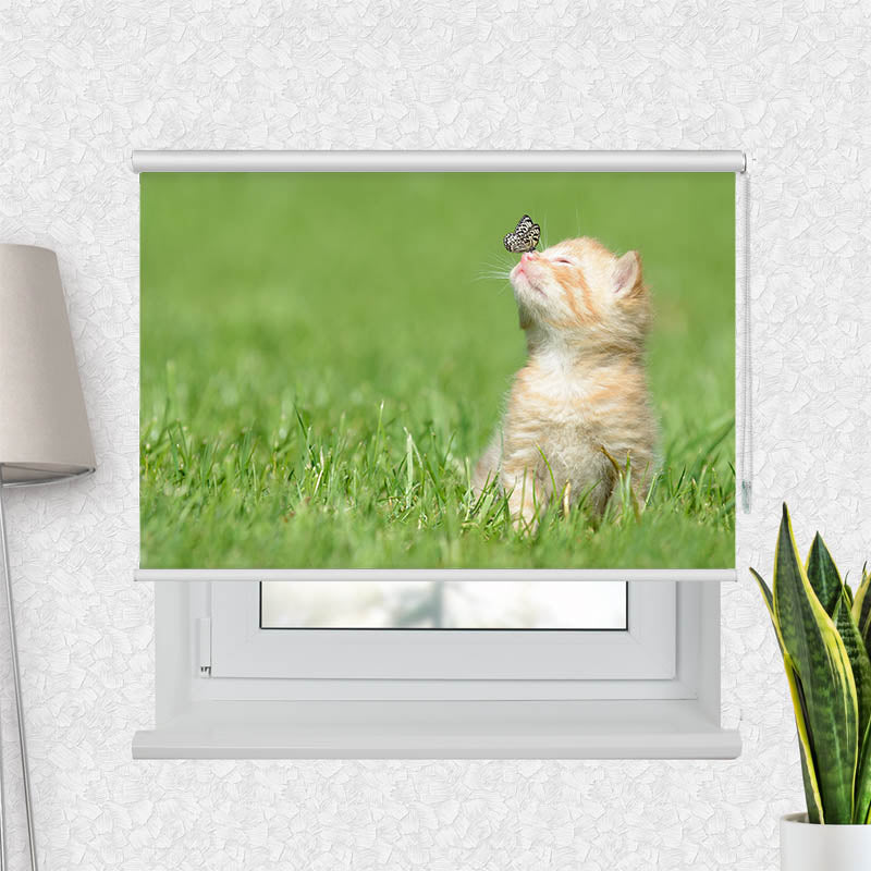 Fotorollo Kitten und Schmetterling