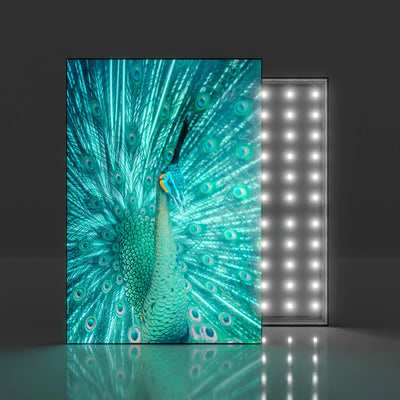 ProLight60 LED Spannrahmen mit homogener Hintergrundbeleuchtung – hochwertiger, schlanker Aluminium-Rahmen für brillante Werbedisplays, Messeauftritte und Ladeneinrichtungen. Dank energieeffizienter LED-Technologie sorgt der Leuchtrahmen für eine gleichmäßige Ausleuchtung und setzt bedruckte Textilbanner perfekt in Szene. Ideal für professionelle Präsentationen mit edlem Design.