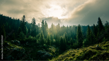 Sonnenlicht über einem dichten Wald