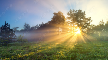 Sonnenstrahlen durch einen nebligen Wald