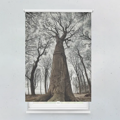 Spring Rollo Motiv Grosse Alte Buche