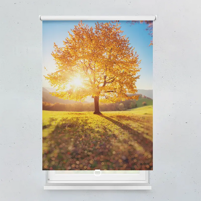 Spring Rollo Motiv Herbstbäume