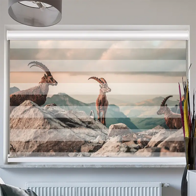 Doppelrollo Kassette Steinböcke In Den Schweizer Alpen