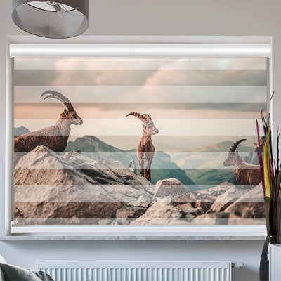 Doppelrollo mit Kassette Steinboecke in den Schweizer Alpen