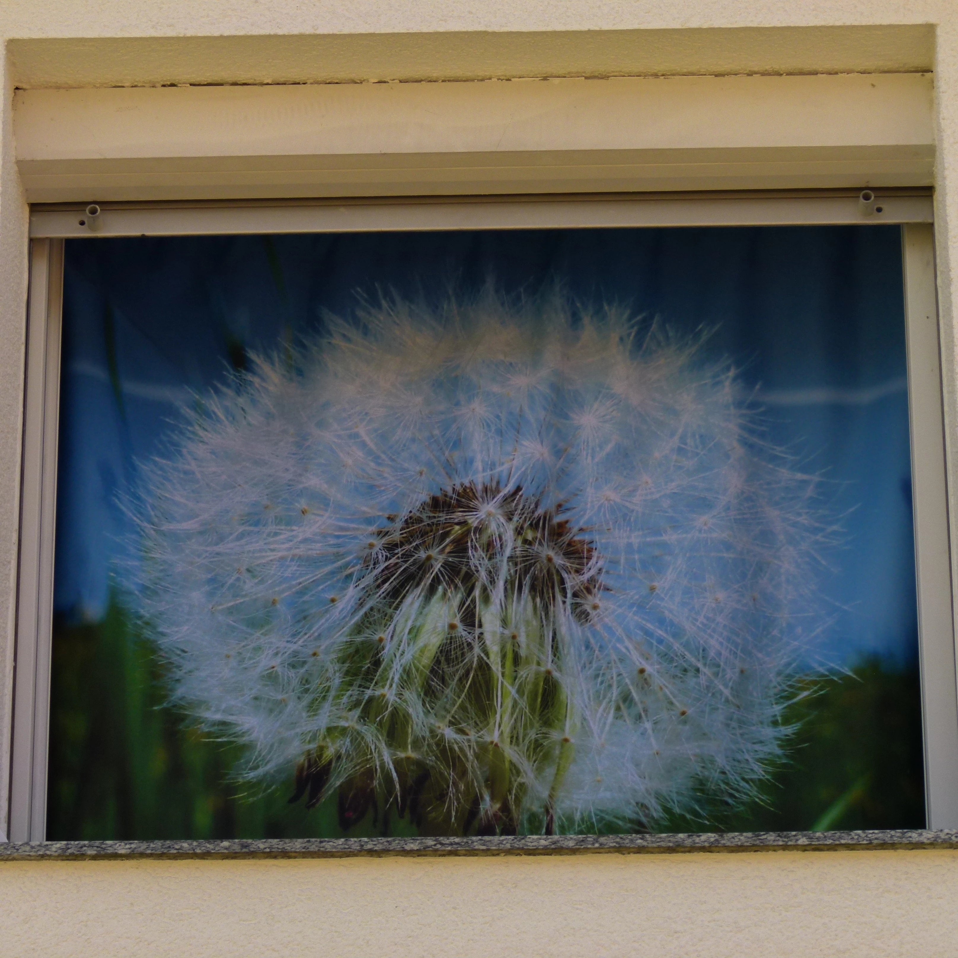 bedruckter Fotovorhang am Fenster mit großem Bild einer Pusteblume Ansicht von außen